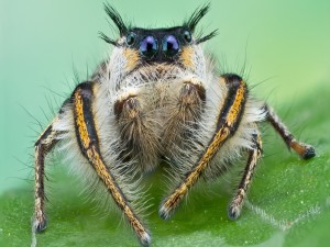 Phidippus insignarius, perteneciente a la familia Salticidae (arañas saltadoras)