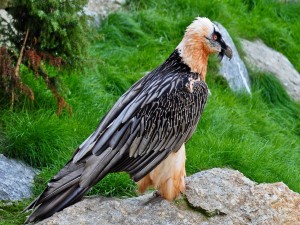 Águila con un espectacular plumaje