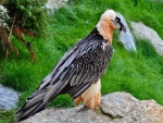 Águila con un espectacular plumaje