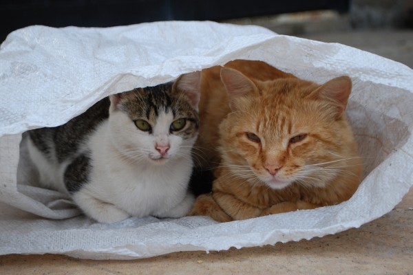 Un par de gatos metidos en un saco