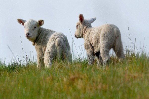 Un par de ovejas en la hierba