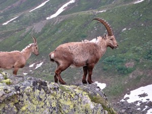 Postal: Cabras en la montaña