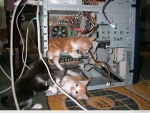 Gatitos en las tripas de un ordenador