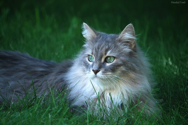 Precioso gato de ojos verdes en la hierba