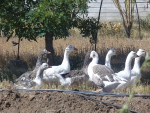 Postal: Un grupo de gansos