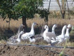 Un grupo de gansos