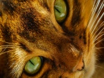 La cara de un gato de ojos verdes