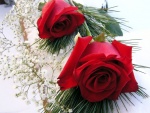 Dos hermosas rosas rojas
