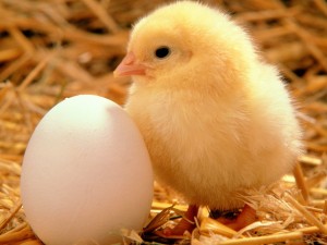 Postal: Pollito y huevo