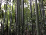 Campo de bambú