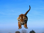 Tigre saltando bajo un cielo azul