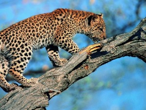 Postal: Un cachorro de leopardo en la rama de un árbol