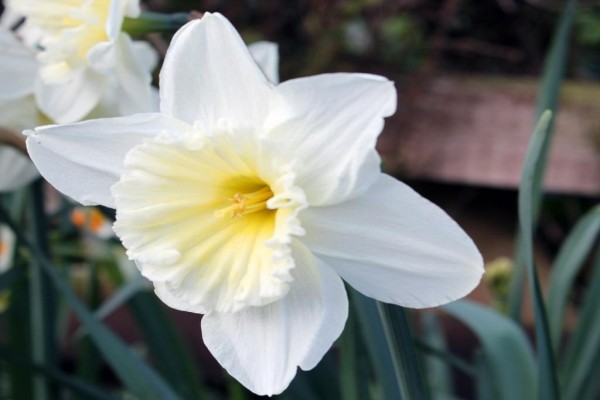 Narciso blanco
