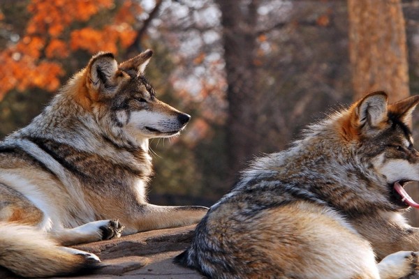 Dos lobos sentados