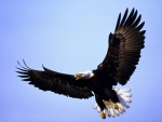 Águila en el aire