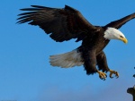 Águila a punto de tomar tierra