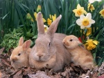 Familia de conejos