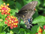 Mariposa de colores oscuros posada en una flor