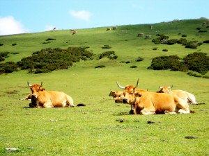 Vacas en un verde prado