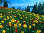 Tulipanes amarillos y rojos