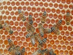 Abejas fabricando miel en el panal