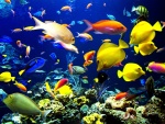 Coloridos peces tropicales