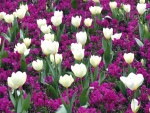 Campo de flores moradas y tulipanes blancos