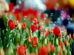 Pompas de jabón sobre tulipanes rojos