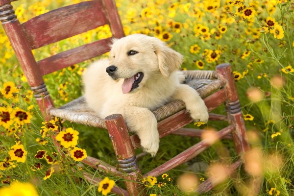 Un perro blanco en una silla entre flores