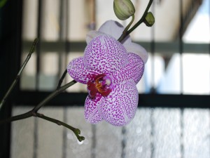 Una bonita orquídea blanca con motas moradas