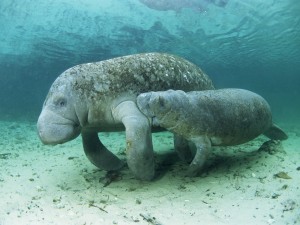 Elefante marino con su cría