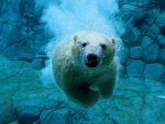Buceando, cara a cara, con un oso polar
