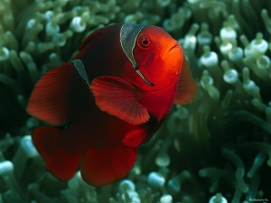 Un pez payaso de color rojo