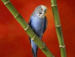 Periquito azul sobre una vara de bambú