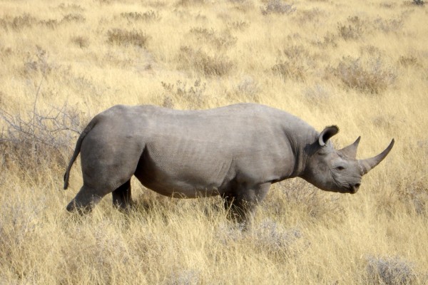 Rinoceronte negro en Namibia