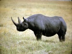 Rinoceronte negro, una especie en grave peligro de extinción