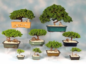 Postal: Colección de bonsáis