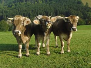 Postal: Vacas con cencerros