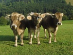 Vacas con cencerros