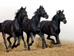 Trío de caballos negros