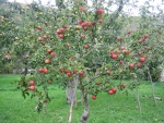 Manzano lleno de manzanas