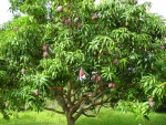 Arbol del mango (Mangifera indica)
