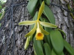 Flor de la vainilla (orquídea)
