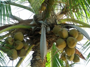 Cocos en el árbol