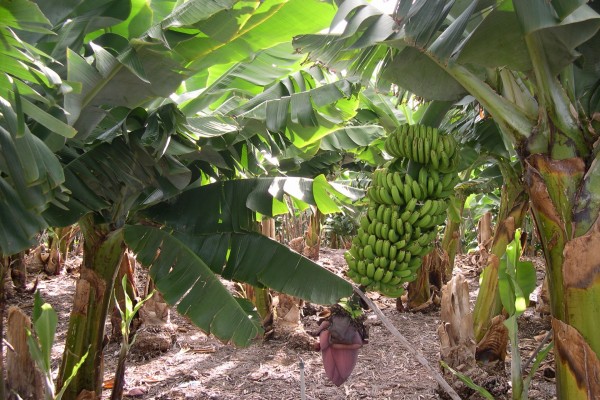 Racimo de plátanos (o bananas) en el árbol