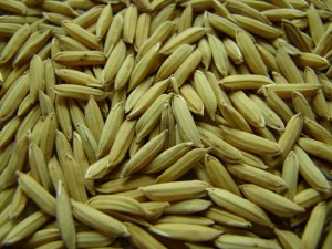 Postal: Granos de arroz cubiertos por su cáscara
