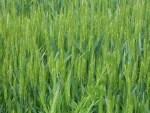 Espigas verdes de trigo