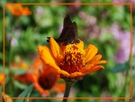Mariposa negra sobre flor naranja