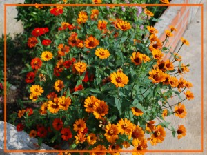 Maceta con flores naranjas