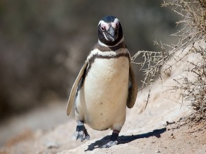 Postal: Pingüino de Magallanes o pingüino patagónico